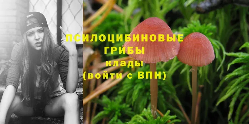 купить наркотики цена  Ртищево  Галлюциногенные грибы Cubensis 