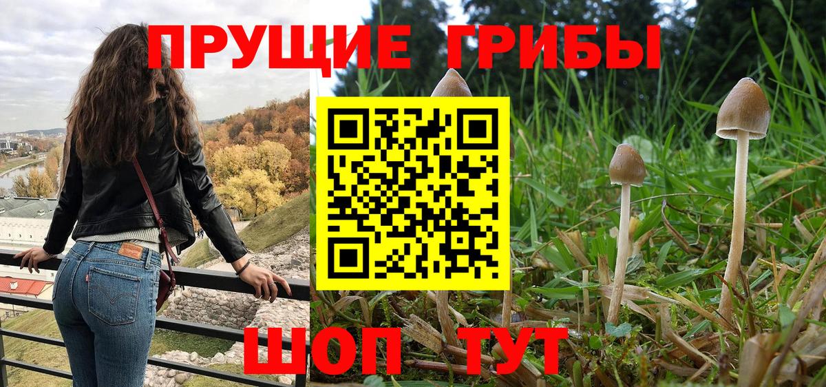 Галлюциногенные грибы Psilocybe  Ртищево 
